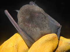 Pteronotus mesoamericanus