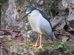 Nycticorax nycticorax