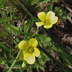 Oxalis conorrhiza