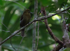 Schiffornis veraepacis