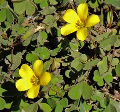 Oxalis conorrhiza