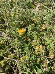 Pultenaea maritima