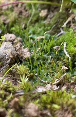 Phaeoceros carolinianus