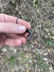 Plethodon ouachitae