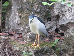 Nycticorax nycticorax