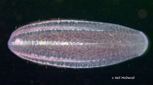 Abyssal Comb Jelly (Beroe abyssicola)