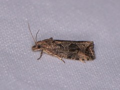 Endothenia nubilana