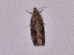 Endothenia nubilana
