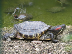 Trachemys scripta elegans