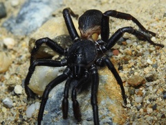 Cyclocosmia
