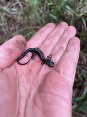Plethodon ouachitae