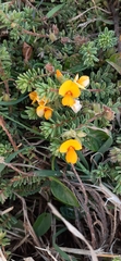 Pultenaea maritima