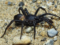 Cyclocosmia