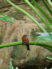 Cantorchilus semibadius