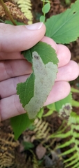 Calycomyza eupatoriphaga