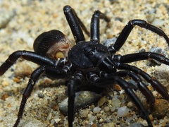 Cyclocosmia
