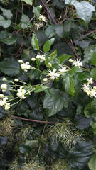 Clematis vitalba