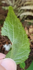 Calycomyza eupatoriphaga