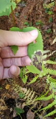 Calycomyza eupatoriphaga