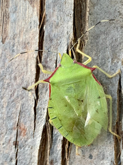 Chlorocoris distinctus