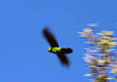 Eunymphicus cornutus