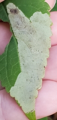 Calycomyza eupatoriphaga