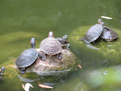 Trachemys scripta elegans
