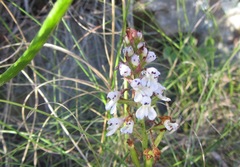 Disa saxicola