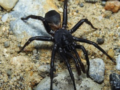 Cyclocosmia