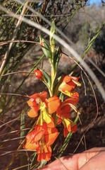 Gladiolus speciosus