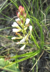 Disa saxicola