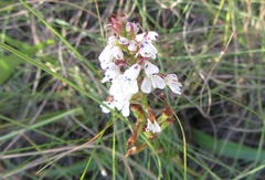 Disa saxicola