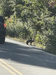 Vulpes vulpes cascadensis