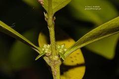 Tricalysia congesta congesta