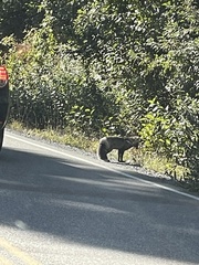 Vulpes vulpes cascadensis