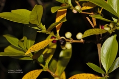 Tricalysia congesta congesta