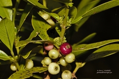 Tricalysia congesta congesta