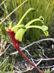 Anigozanthos bicolor