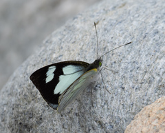 Leptophobia penthica