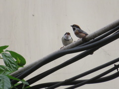 Aegithalos concinnus