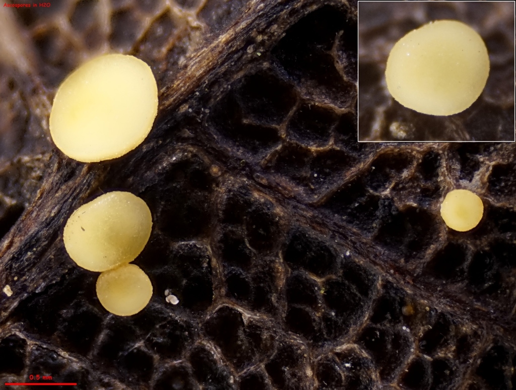 Phaeohelotium carpinicola