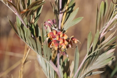 Grevillea refracta refracta