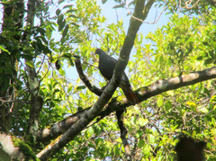Ducula goliath