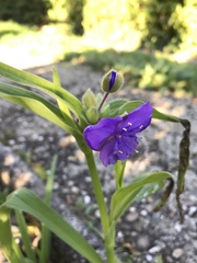 Tradescantia × andersoniana