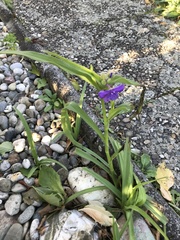 Tradescantia × andersoniana