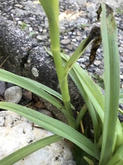 Tradescantia × andersoniana