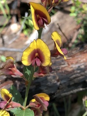Bossiaea ornata