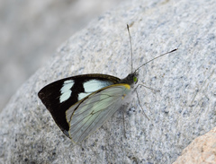 Leptophobia penthica