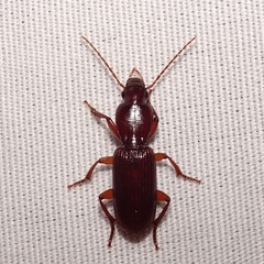 Stenomorphus