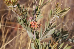 Grevillea refracta refracta